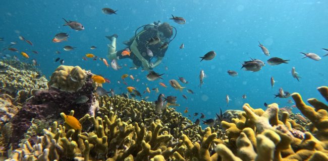 Baboon Menjangan - Diving and fish