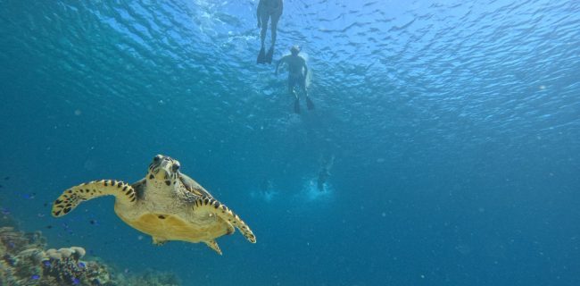 Baboon Menjangan - snorkeling with sea turtle