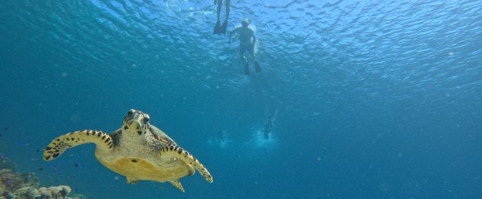 Baboon Menjangan - snorkeling with sea turtle