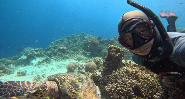 Baboon Menjangan - Sea turtle